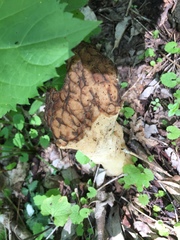 Morchella americana