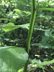 Verbesina alternifolia