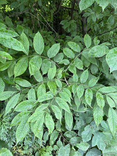 Fraxinus mandshurica, photograph 4