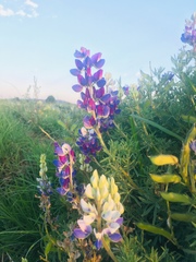 Lupinus leptophyllus