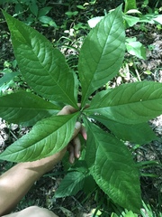 Verbesina alternifolia