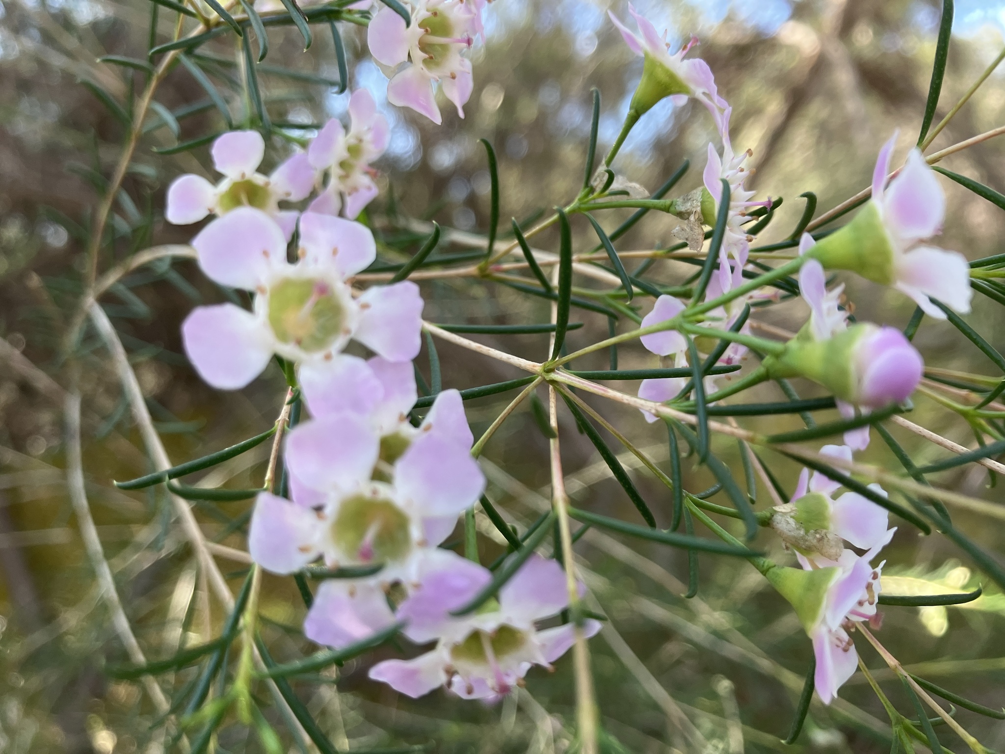 Imagem de Flor-de-cera