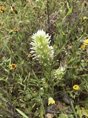 Castilleja densiflora