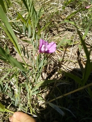 Lathyrus polymorphus