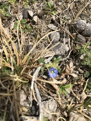 Gentiana aquatica pseudoaquatica