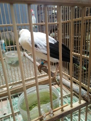 Acridotheres melanopterus