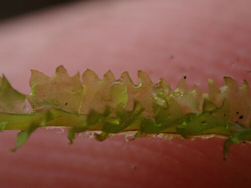 Image of Barbilophozia barbata by (c) Chris Fluit, some rights reserved (CC BY)
