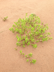 Honckenya peploides robusta