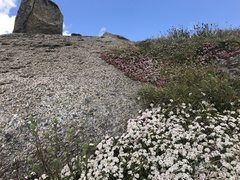 Pimelea alpina