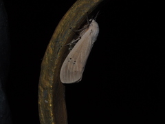 Creatonotos transiens vacillans