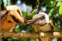 Dacelo novaeguineae novaeguineae