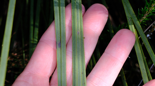Image of Xanthorrhoea resinosa by (c) Peter Crowcroft, some rights reserved (CC BY)