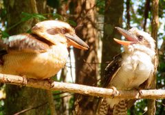 Dacelo novaeguineae novaeguineae