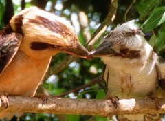 Dacelo novaeguineae novaeguineae