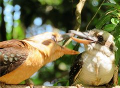 Dacelo novaeguineae novaeguineae