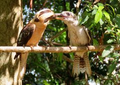 Dacelo novaeguineae novaeguineae