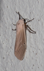 Creatonotos transiens vacillans