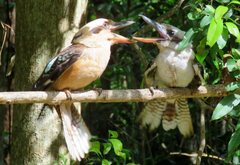 Dacelo novaeguineae novaeguineae