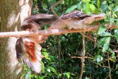 Dacelo novaeguineae novaeguineae