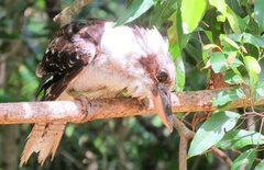 Dacelo novaeguineae novaeguineae