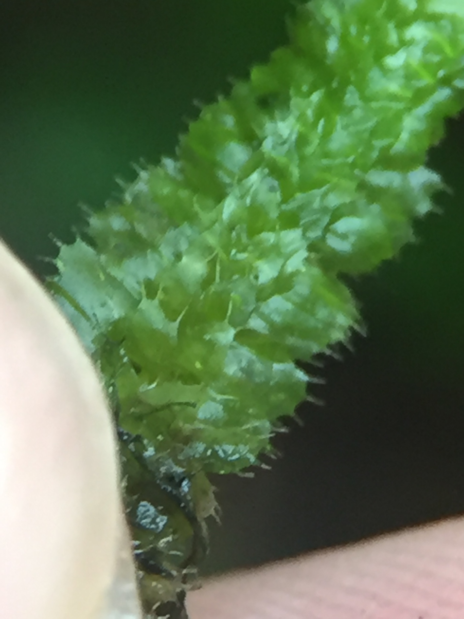 Balantiopsis diplophylla var. diplophylla