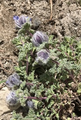 Nepeta longibracteata