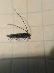 Theophilea subcylindricollis