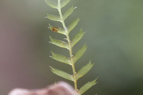 Chiastocaulon combinatum