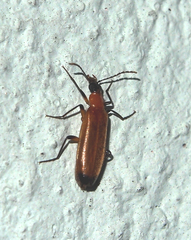 Idgia dubia