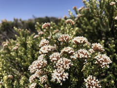 Ozothamnus alpinus