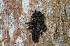 Technomyrmex jocosus