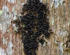 Technomyrmex jocosus