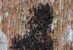 Technomyrmex jocosus