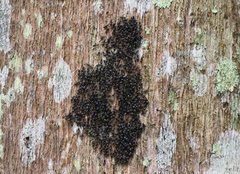 Technomyrmex jocosus