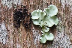 Technomyrmex jocosus