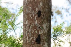 Technomyrmex jocosus