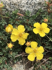 Dasiphora dryadanthoides