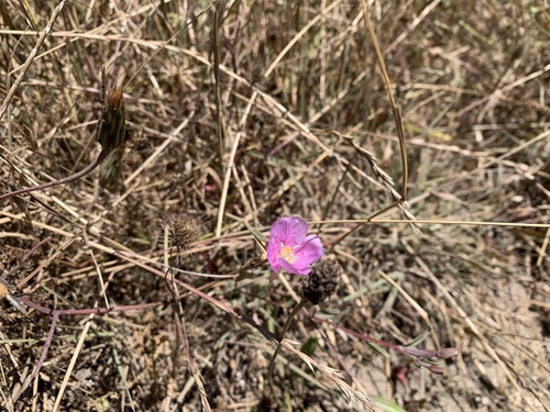 Davy's clarkia (Clarkia davyi)