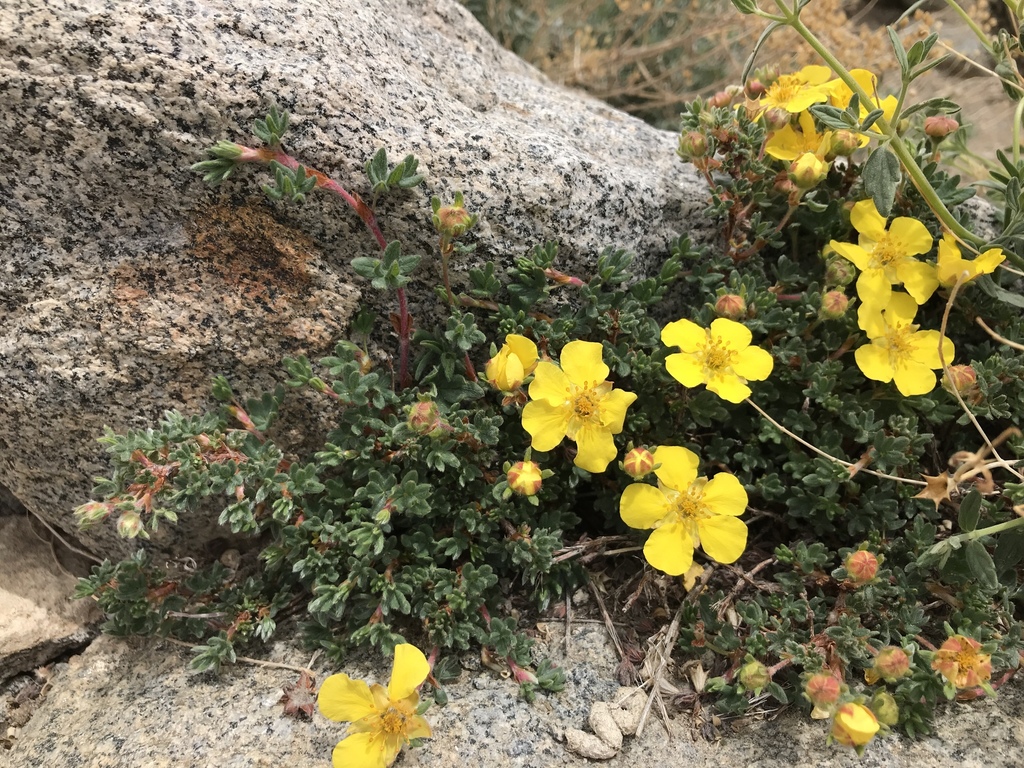shrubby cinquefoils
