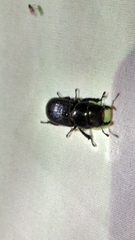 Dorcus parallelus