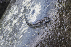 Pacific Leaping Blenny photo 3