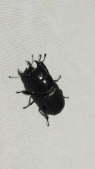 Dorcus parallelus