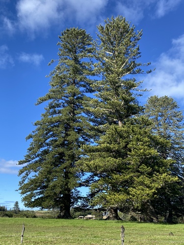 Araucaria heterophylla