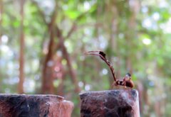 Stephanopis barbipes