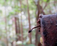 Stephanopis barbipes