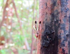 Stephanopis barbipes