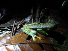 Agalychnis saltator
