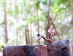 Stephanopis barbipes