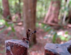 Stephanopis barbipes