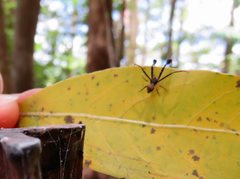 Stephanopis barbipes